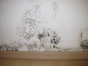 mold remediation services in Little Elm