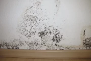 mold remediation services in Little Elm